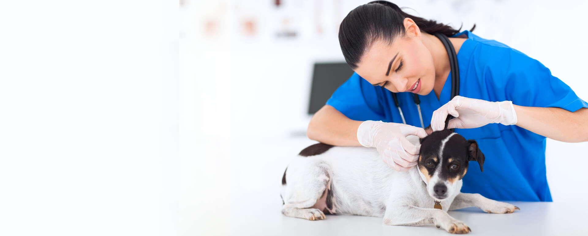 Allvet best sale pet clinic